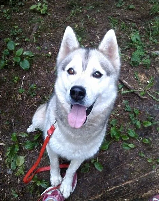 Agis - niezwykły mix husky czeka na dom, śląskie