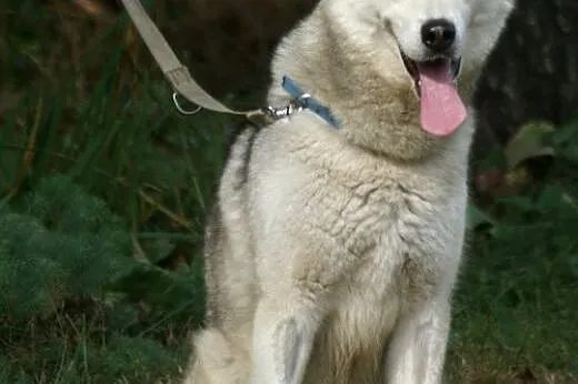 Agis - niezwykły mix husky czeka na dom,  śląskie 