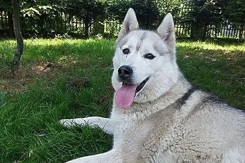 Agis - niezwykły mix husky czeka na dom,  śląskie 