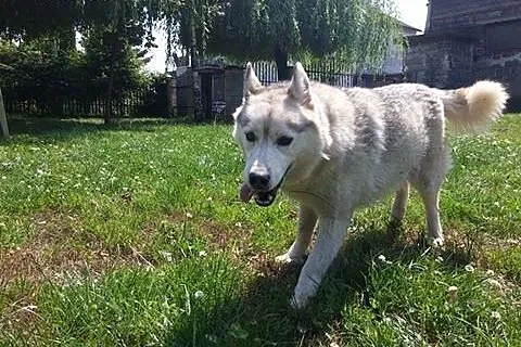 Agis - niezwykły mix husky czeka na dom,  śląskie 