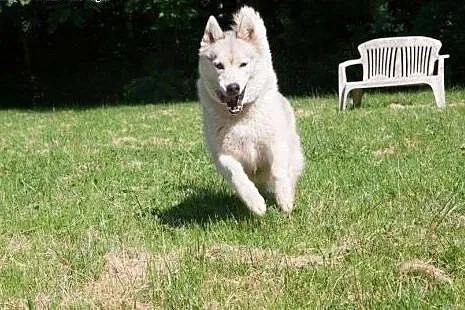 Agis - niezwykły mix husky czeka na dom,  śląskie 