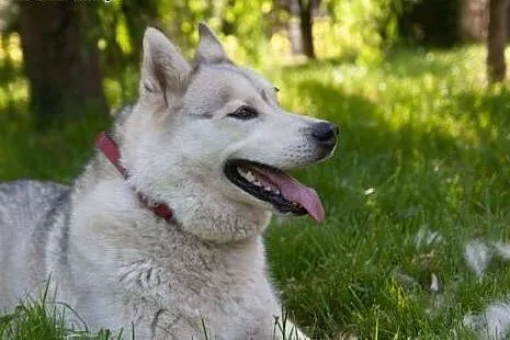 Agis - niezwykły mix husky czeka na dom,  śląskie 