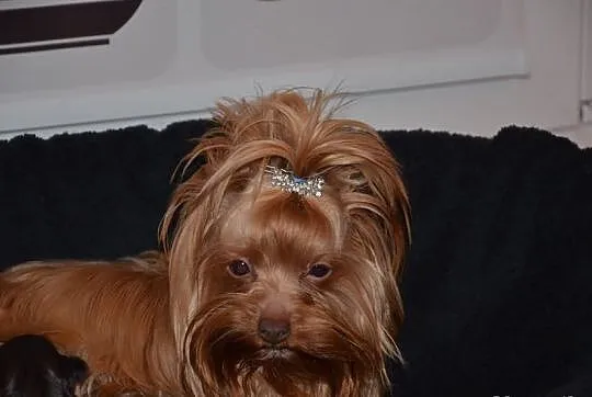 YORKI (nie biewer) YORK Chocolate Red