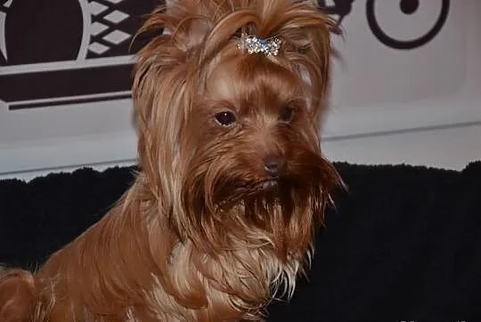 YORKI (nie biewer) YORK Chocolate Red