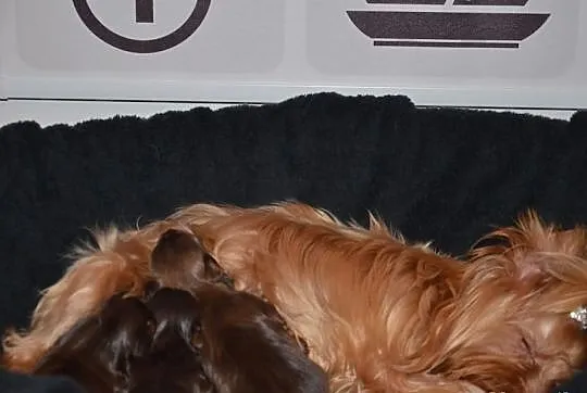 YORKI (nie biewer) YORK Chocolate Red