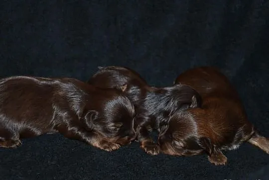 YORKI (nie biewer) YORK Chocolate Red