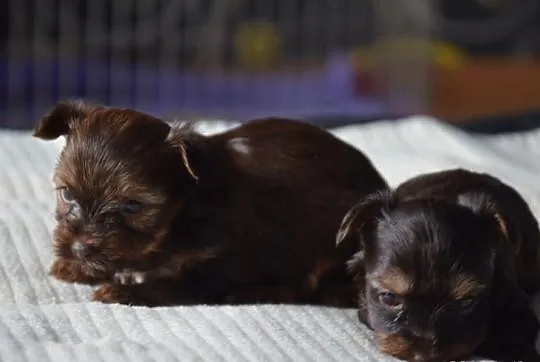 YORKI (nie biewer) YORK Chocolate Red