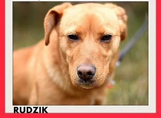 RUDZIK,zachowuje czystość,średni,młody,łagodny pie