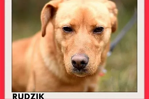 RUDZIK,zachowuje czystość,średni,młody,łagodny pie
