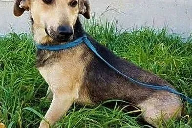 LUCUŚ - cudowny, delikatny psiak nie radzi sobie w schronisku,