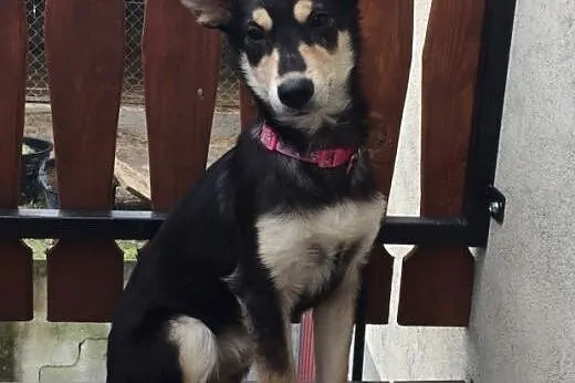 MOCCA- młoda i mądra suczka do adopcji,  świętokrz