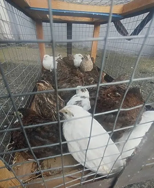Przepiórki 5 tygodniowe, Kujawsko-pomorskie, Szubin