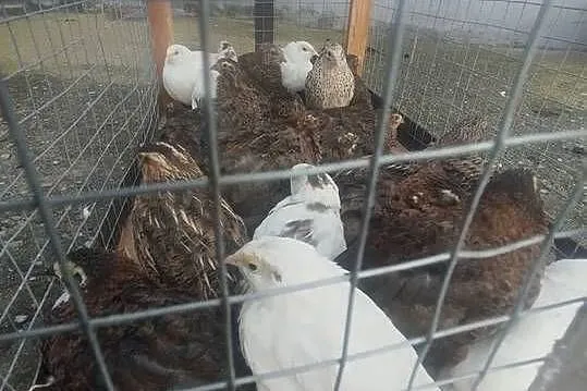 Przepiórki 5 tygodniowe, Kujawsko-pomorskie, Szubin