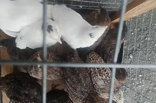 Przepiórki 5 tygodniowe, Kujawsko-pomorskie, Szubin