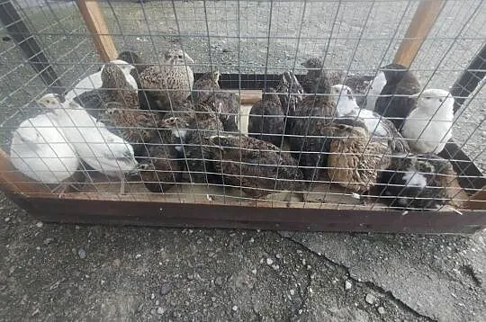 Przepiórki 5 tygodniowe, Kujawsko-pomorskie, Szubin