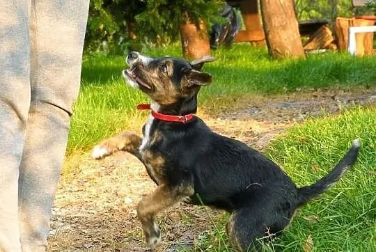 Placek - szczeniaczek szuka kochającego domu! :)