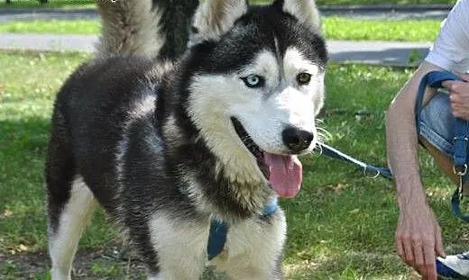 Młody, energiczny i grzeczny husky Dafi szuka domu