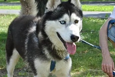 Młody, energiczny i grzeczny husky Dafi szuka domu, Husky cała Polska