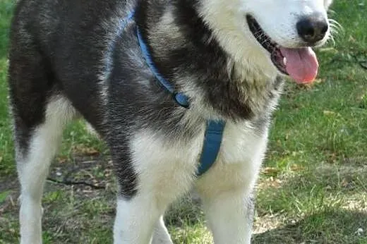 Młody, energiczny i grzeczny husky Dafi szuka domu