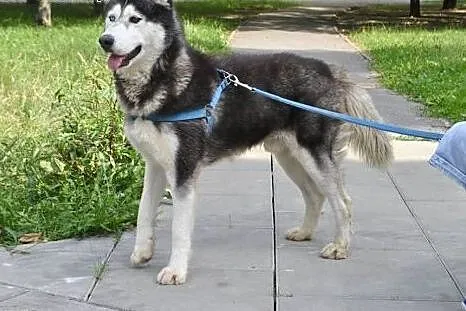 Młody, energiczny i grzeczny husky Dafi szuka domu
