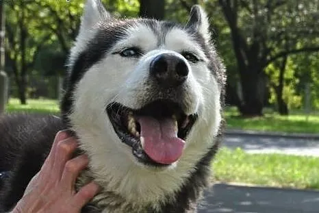 Młody, energiczny i grzeczny husky Dafi szuka domu