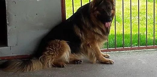 Oddamy pieska 3 latka , łódzkie Konstantynów Łódz