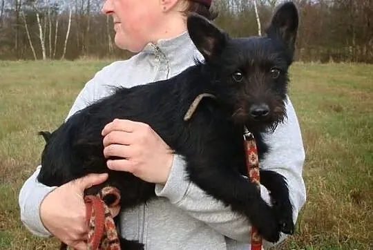 Szczeniaczek CHOCHLIK