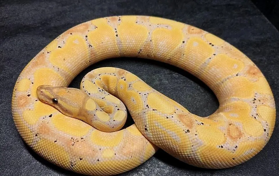 Pyton Królewski Coral Glow Pastel Yellow Belly, Warmińsko-mazurskie, Pisz