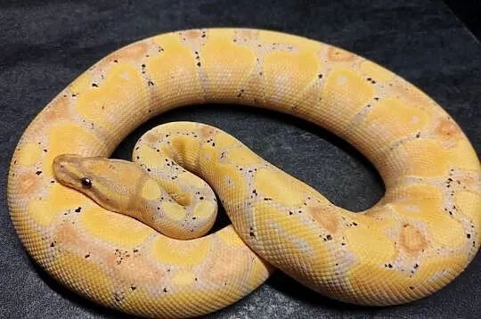 Pyton Królewski Coral Glow Pastel Yellow Belly, Warmińsko-mazurskie, Pisz