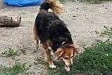 Sunia Yoko do adopcji!,  dolnośląskie Głogów