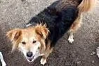 Sunia Yoko do adopcji!,  dolnośląskie Głogów