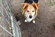 Sunia Yoko do adopcji!,  dolnośląskie Głogów