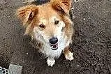 Sunia Yoko do adopcji!,  dolnośląskie Głogów