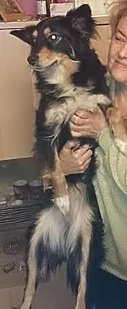Sisi do pilnej adopcji