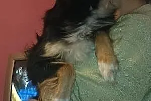 Sisi do pilnej adopcji