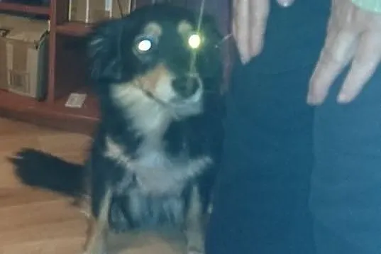 Sisi do pilnej adopcji