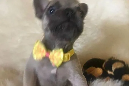 Buldog francuski buldogi szczeniaki