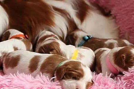 Cavalier King charles spaniel suczka blenhein, Śląskie, Tychy