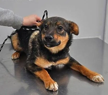 PIXI i DIXI - 5 miesięczne, rozbrykane sunia szuka