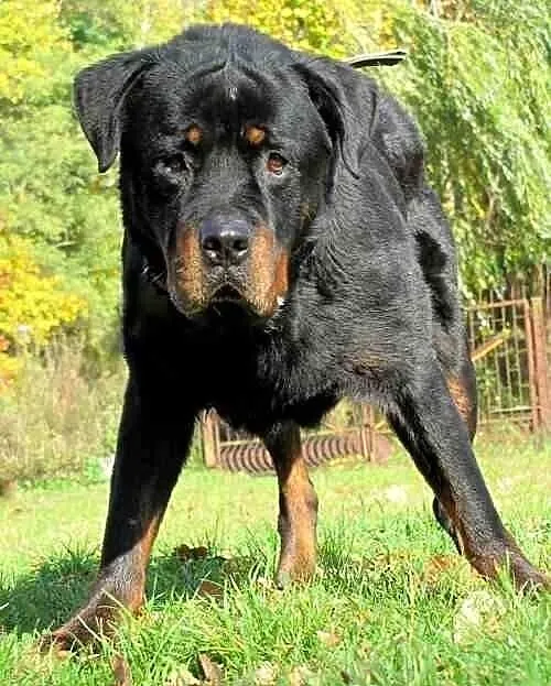 Przesympatyczny, dojrzały rottweiler do adopcji