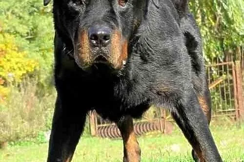 Przesympatyczny, dojrzały rottweiler do adopcji