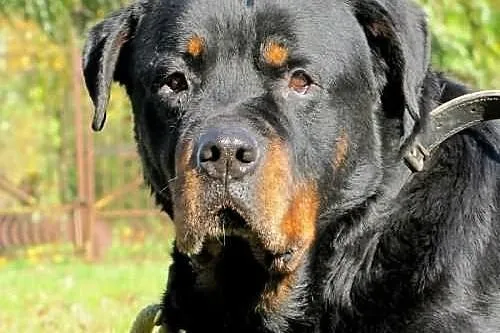 Przesympatyczny, dojrzały rottweiler do adopcji