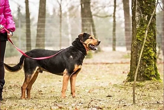 Podpalany, piękny Badi :)