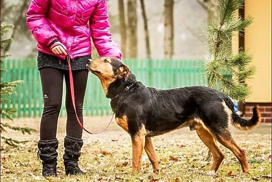 Podpalany, piękny Badi :)