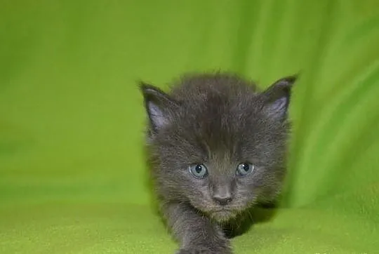 Cudowne kocięta Maine coon!