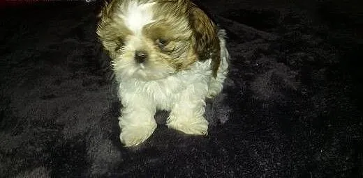 Shih tzu sprzedam, mazowieckie Płock