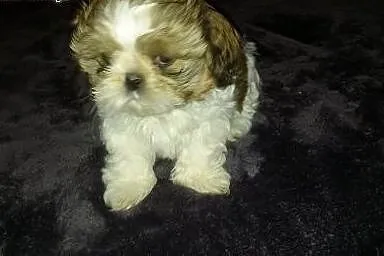 Shih tzu sprzedam,  mazowieckie Płock