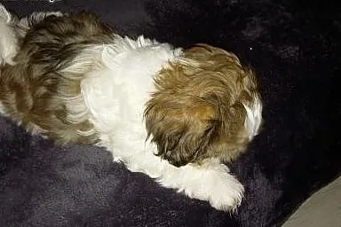 Shih tzu sprzedam,  mazowieckie Płock