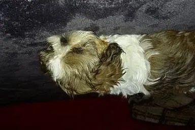 Shih tzu sprzedam,  mazowieckie Płock