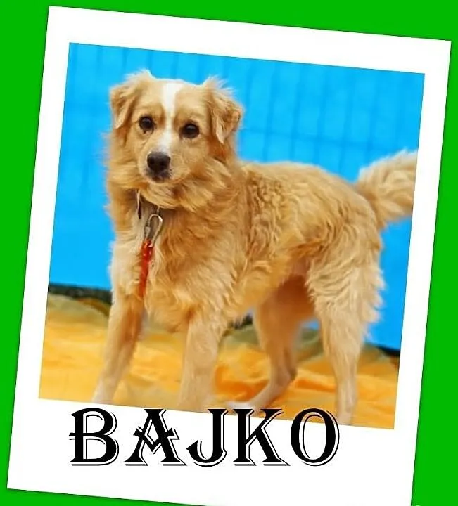 BAJKO-średni 9kg,młody,wesoły,łagodny,biszkoptowy